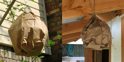 fact check fake hornets nest paper bag|are hornets real.